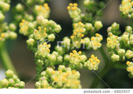 Inuzai shaw flowers (male flowers) 6802937