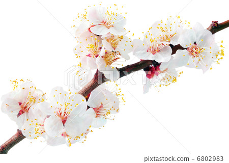 Branch with blossoms. Isolated on white background. 6802983