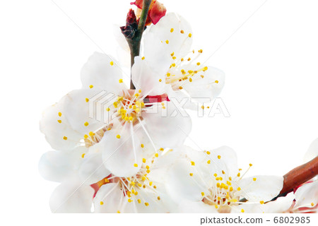 Branch with blossoms. Isolated on white background. 6802985