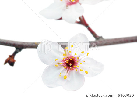 Branch with blossoms. Isolated on white background. 6803020