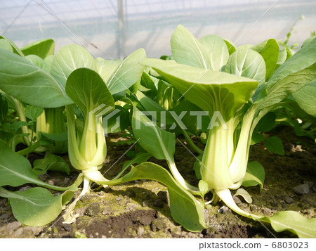 Bok-choy 6803023