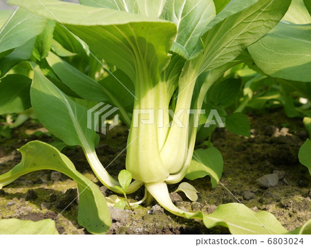 Bok-choy 6803024
