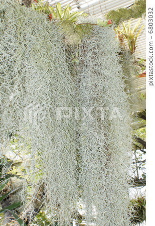 雞蛋花印第安人的cay 6803032