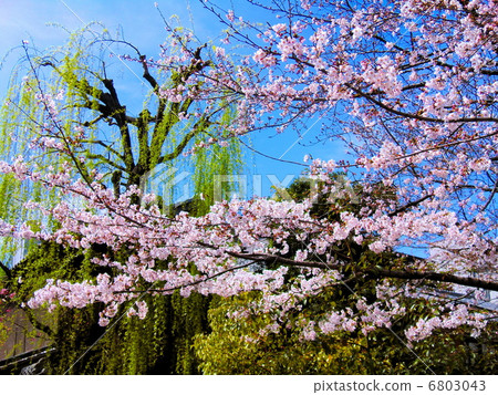 Cherry blossom and willow 6803043