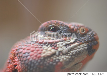 Sabaku Togeoagama Sabaku Togeoagama 6803475