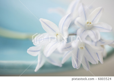  Leu Coco Leine 6803524