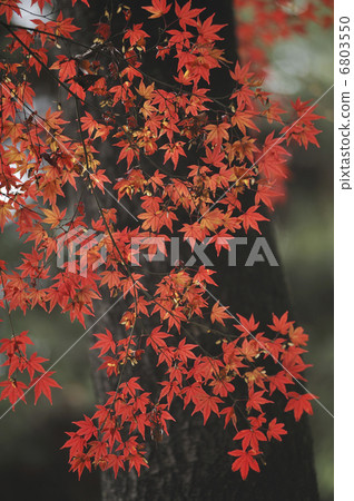 Autumn leaves Autumn leaves 6803550