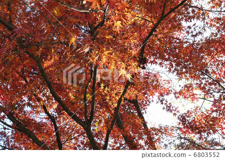 Autumn leaves 6803552