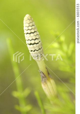 馬和賽馬 馬和賽馬 6803553