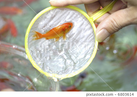 Goldfish scooping Goldfish scooping 6803614
