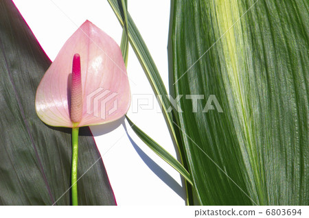 葉子植物和Anthurum葉子 葉子植物和Anthurum葉子 6803694