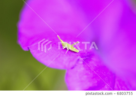 A small grasshopper on the red petals 6803755