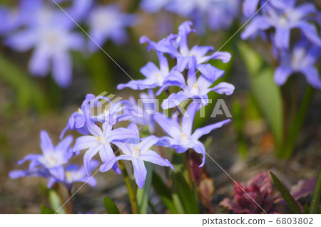 CHIONODOXA 6803802