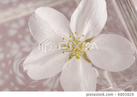 Cherry Blossoms   6803820