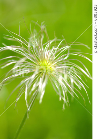 Okinagusa Okinagusa 6803923