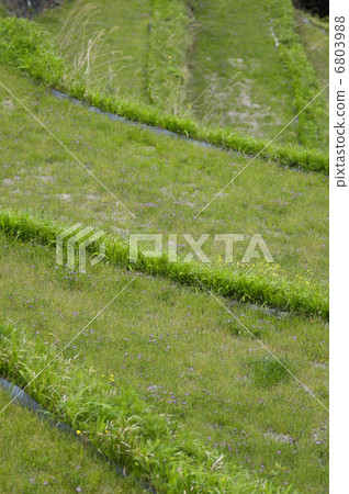 Rice terraces 6803988