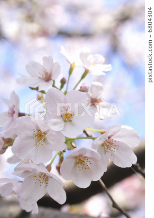 Cherry Blossoms Cherry Blossoms 6804304