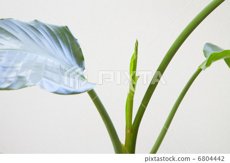 Foliage plant  6804442