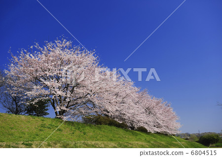 櫻花 6804515