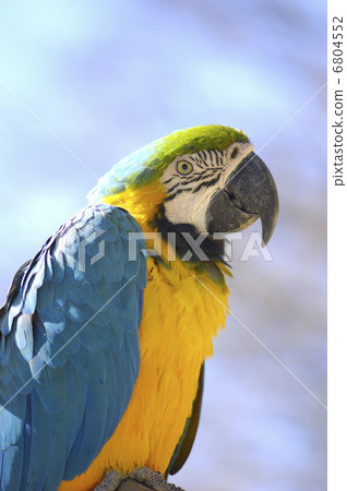 國際鎳業公司 國際鎳業公司 6804552