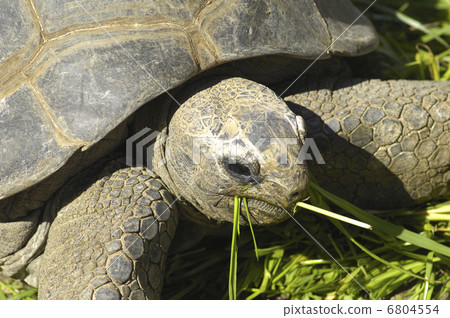 巨龜 6804554