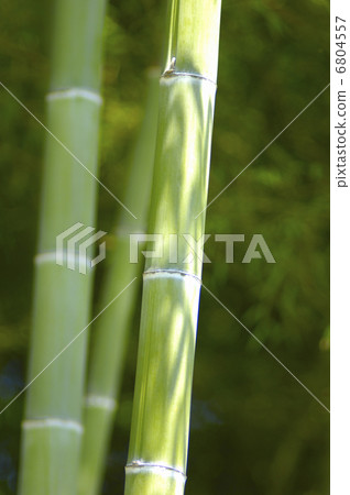 竹 6804557