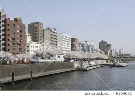 Cherry Blossoms	 6804672