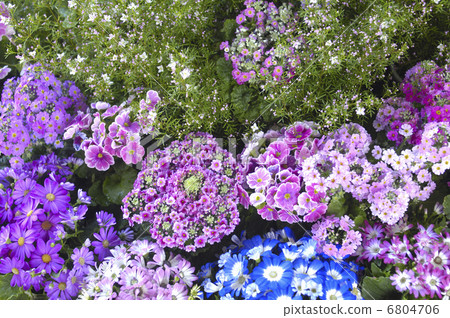 Planking of primrose 6804706