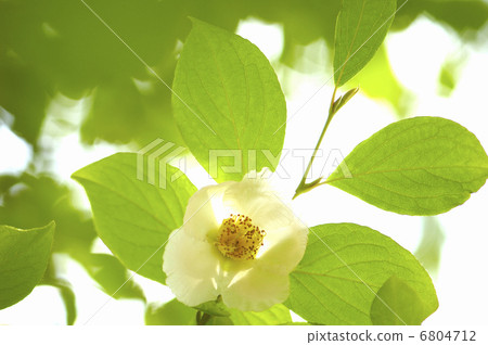 Sara's Flower 6804712