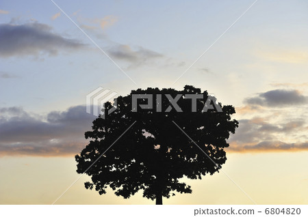 Seven star tree of sunset Seven star tree of sunset 6804820