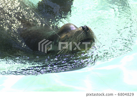 Swimming sea lion 6804829