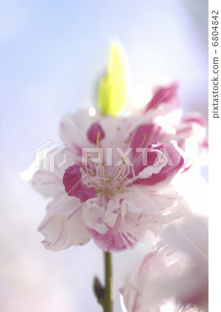 花桃 花桃 6804842