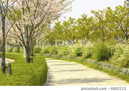 櫻桃樹走的路 櫻桃樹走的路 6805113