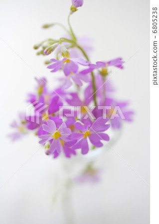 粉色櫻桃 6805238