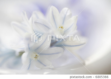  Leu Coco Leine 6805366