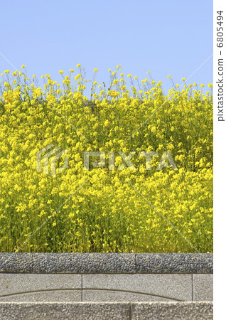 油菜花和藍天 6805494