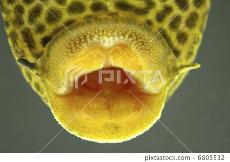 Selphin Pleco 6805532
