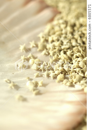Star sand and shell 6805571