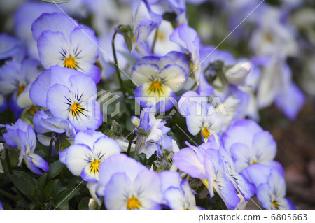 Light purple viola Light purple viola 6805663