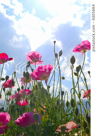 Poppy Poppy 6805664