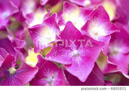 hydrangea flower hydrangea flower 6805831