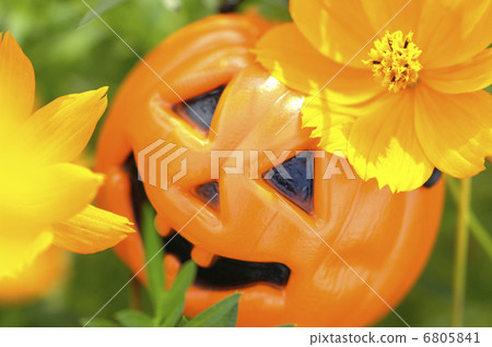 黃色花波斯菊和傑克O'Lantern 黃色花波斯菊和傑克O'Lantern 6805841