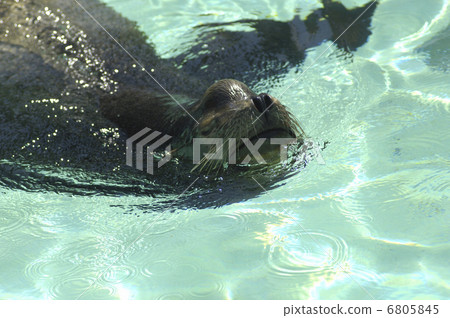 Swimming sea lion 6805845