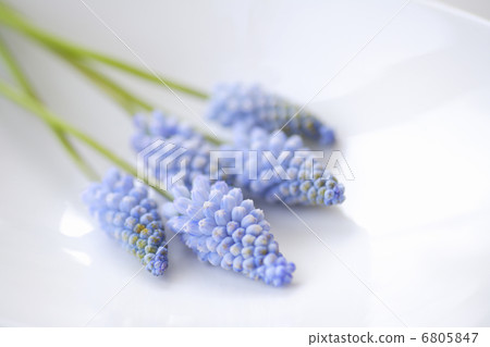 Muscari 6805847