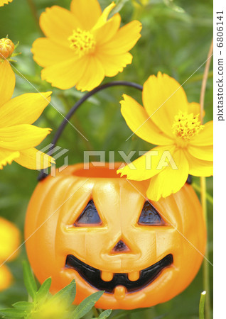 Yellow flower Cosmos and Jack O'Lantern Yellow flower Cosmos and Jack O'Lantern 6806141