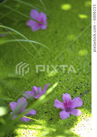杜鵑花瓣和水生植物 6806153