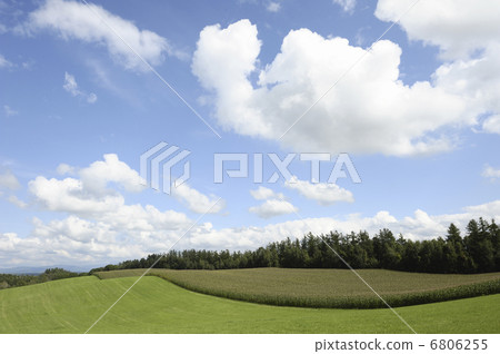 Corn field 6806255