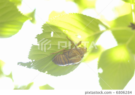 Cicadia's Touch 6806284