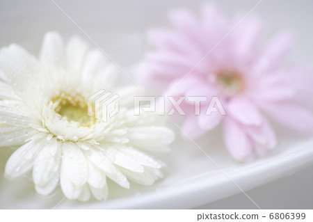 雛菊 雛菊 6806399