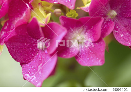 hydrangea flower 6806401